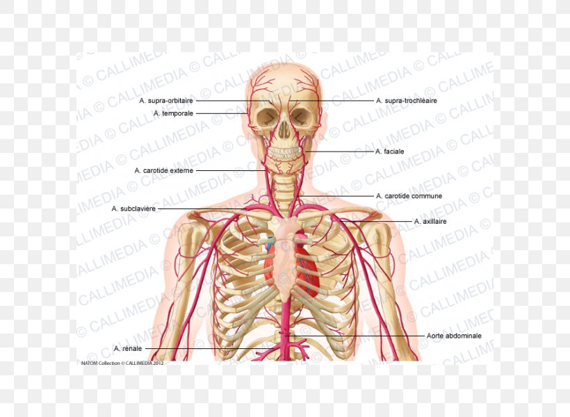Neck Supratrochlear Artery Common Carotid Artery External Carotid ...