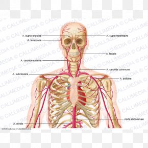 Forehead Anatomy Supratrochlear Artery Supraorbital Artery Physiology ...