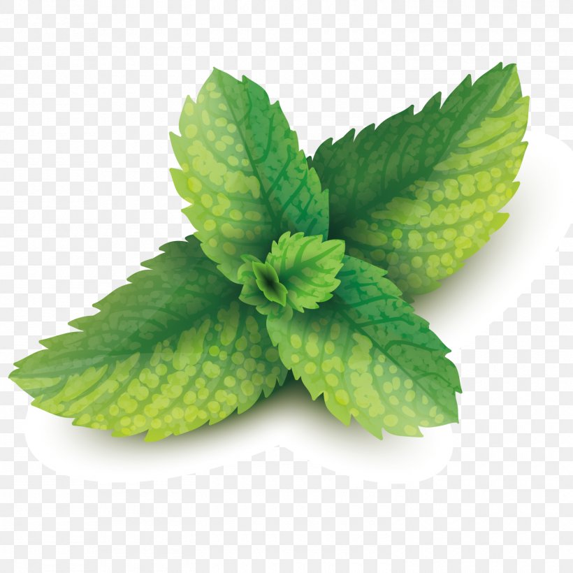 Peppermint Mentha Spicata Leaf, PNG, 1500x1500px, Peppermint, Condiment, Food, Herb, Herbalism Download Free