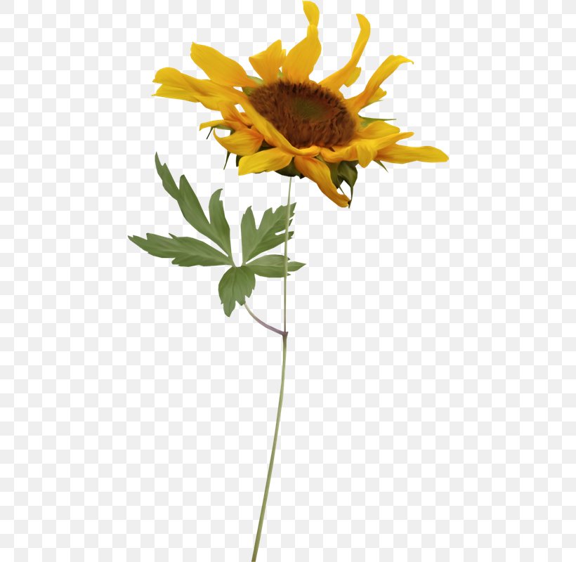 Common Sunflower PhotoScape Blog, PNG, 458x800px, Common Sunflower, Animaatio, Blog, Cut Flowers, Daisy Family Download Free