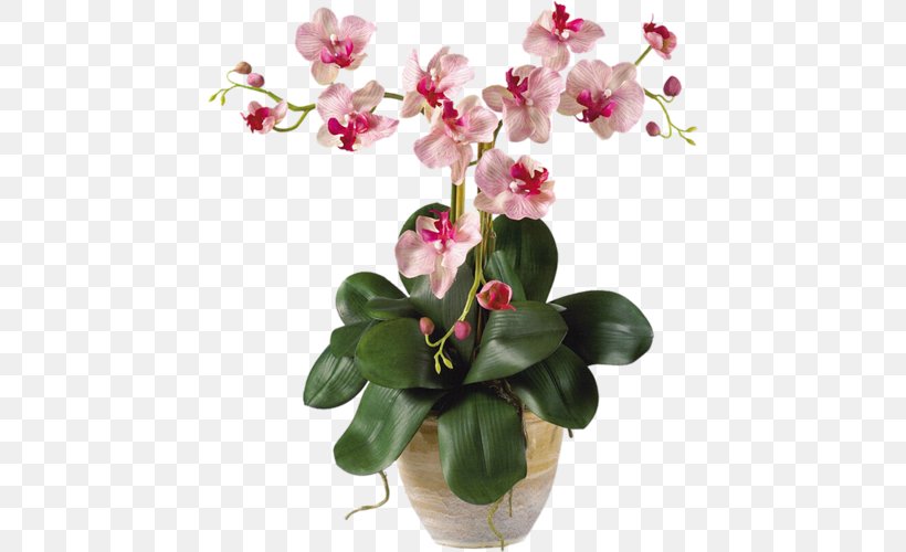 Moth Orchids Cut Flowers Plant Stem, PNG, 444x500px, Moth Orchids, Artificial Flower, Boat Orchid, Bud, Cut Flowers Download Free