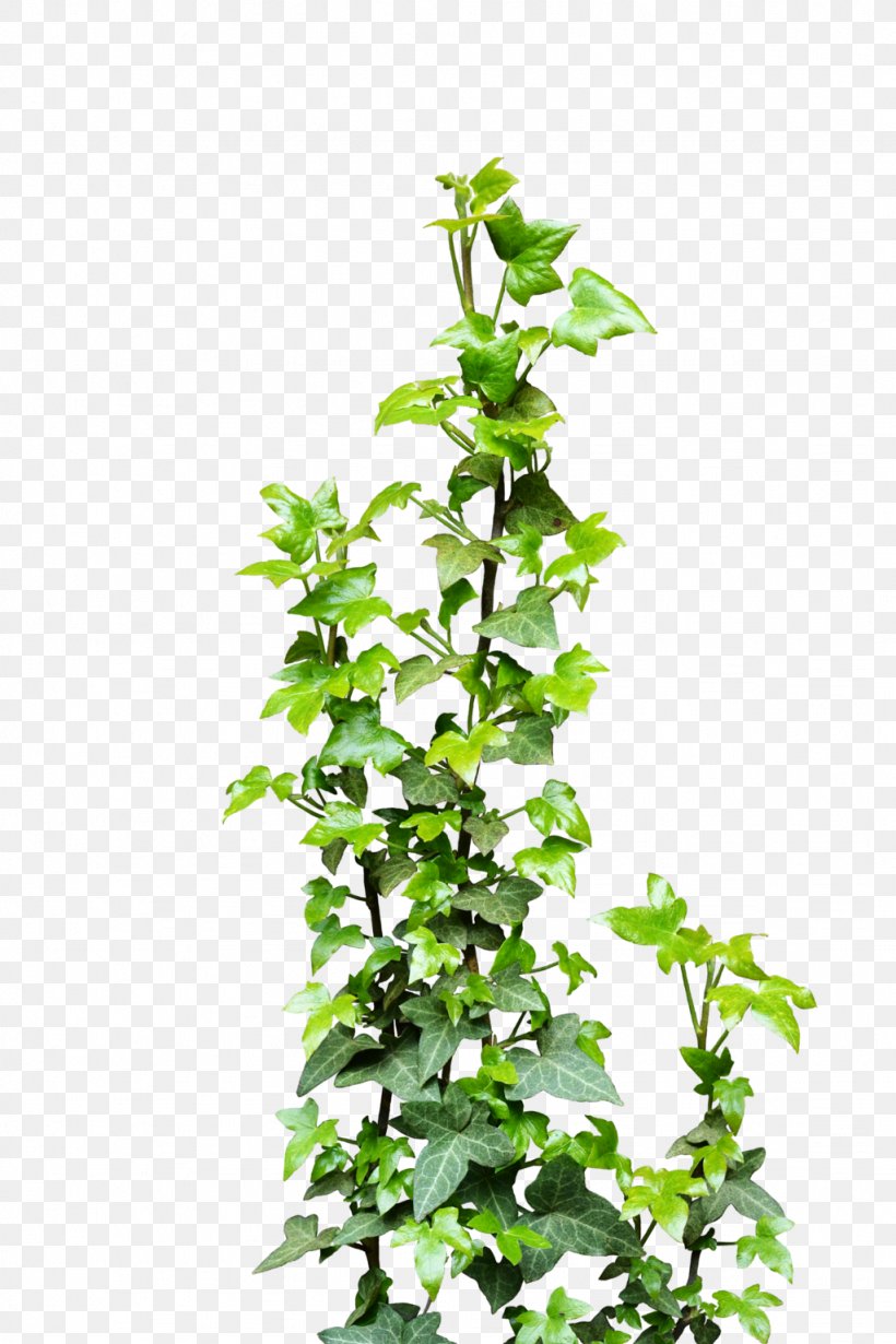Ivy Vine Plant Clip Art, PNG, 1024x1536px, Ivy, Branch, Deviantart, Evergreen, Fatshedera Lizei Download Free