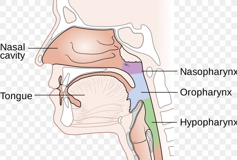 Nasopharynx Cancer Nasal Cavity Nose Diagram, PNG, 1280x865px, Watercolor, Cartoon, Flower, Frame, Heart Download Free