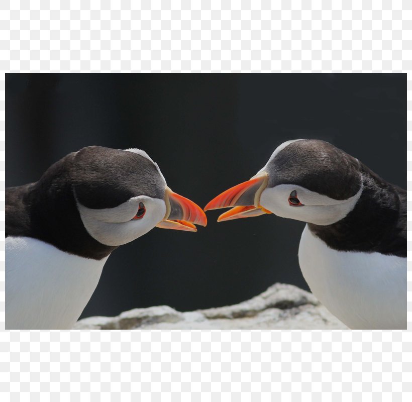 Puffin Penguin Beak Neck Animal, PNG, 800x800px, Puffin, Animal, Beak, Bird, Charadriiformes Download Free