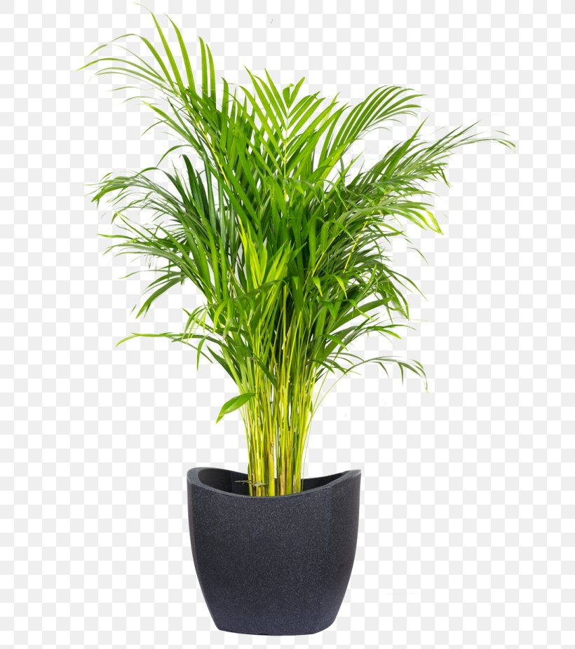 Areca Palm Houseplant Flowerpot Flower Box Spineless Yucca, PNG, 650x926px, Areca Palm, Arecaceae, Arecales, Balcony, Chamaedorea Download Free