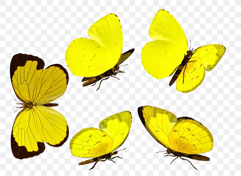 Clouded Yellows Monarch Butterfly Gossamer-winged Butterflies Brush-footed Butterflies, PNG, 776x600px, Clouded Yellows, Arthropod, Brush Footed Butterfly, Brushfooted Butterflies, Butterfly Download Free