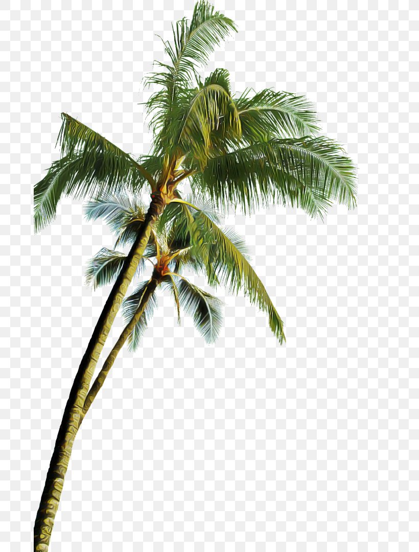 Palm Tree, PNG, 687x1080px, Tree, Arecales, Borassus Flabellifer, Coconut, Elaeis Download Free