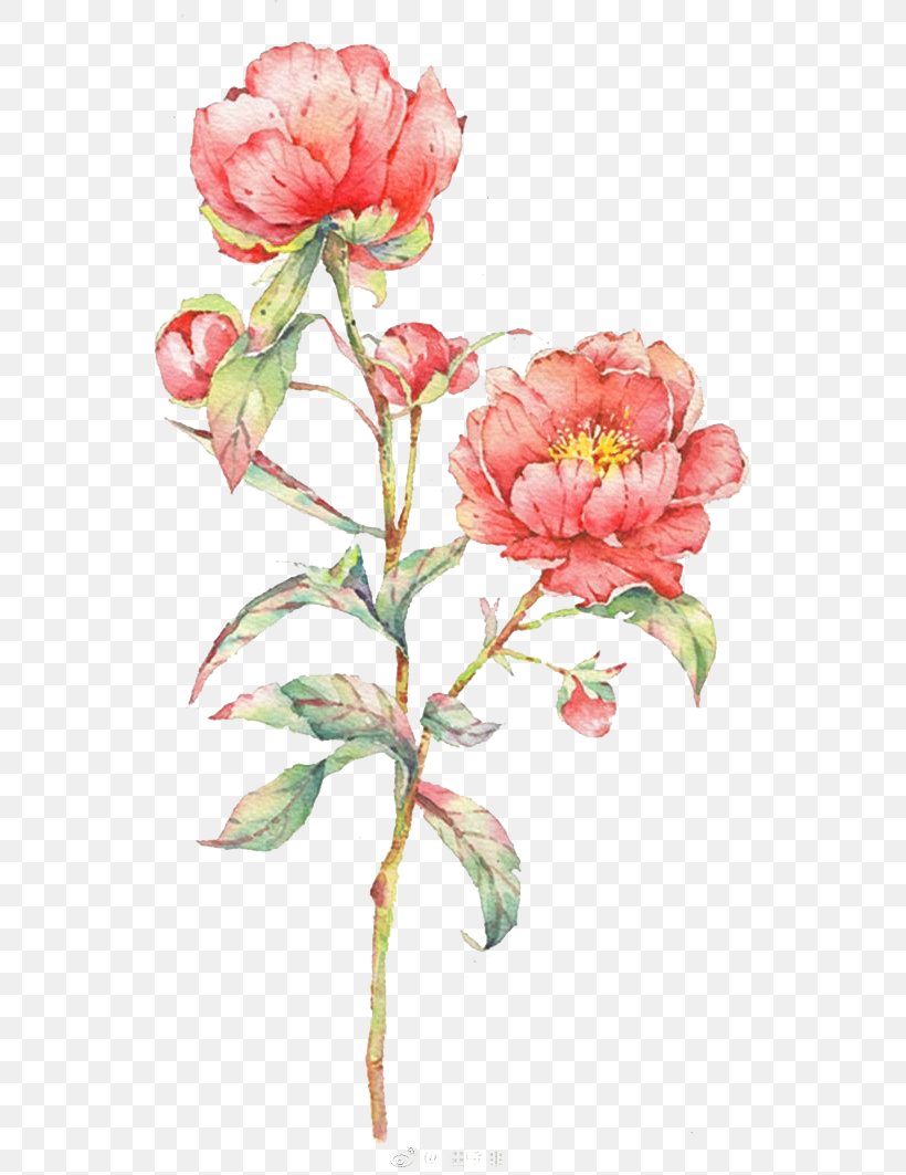 Watercolor: Flowers Watercolor Painting Centifolia Roses, PNG, 658x1063px, Watercolor Flowers, Artificial Flower, Blossom, Centifolia Roses, Color Download Free