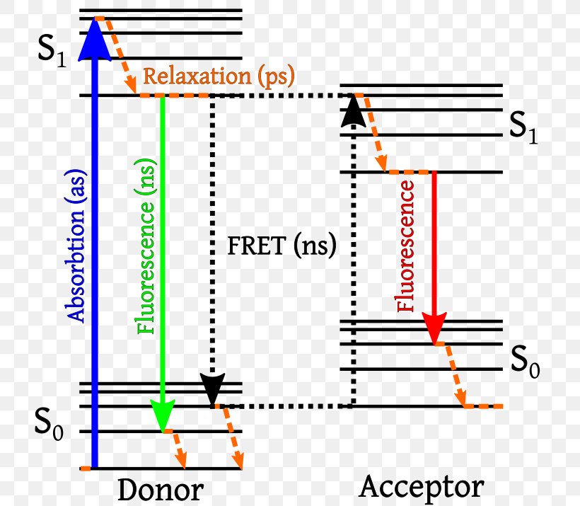 Förster Resonance Energy Transfer Fluorescence Jablonski Diagram, PNG, 733x715px, Fluorescence, Area, Dexter Electron Transfer, Diagram, Emission Spectrum Download Free