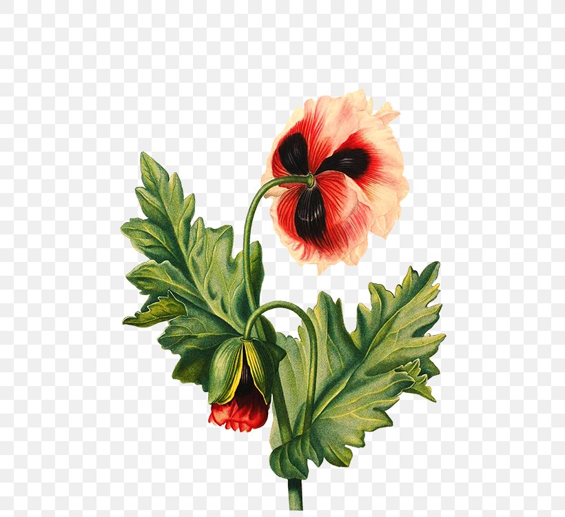 Flower Drawing Poppy, PNG, 525x750px, Flower, Anemone, Annual Plant, Art, Decoupage Download Free