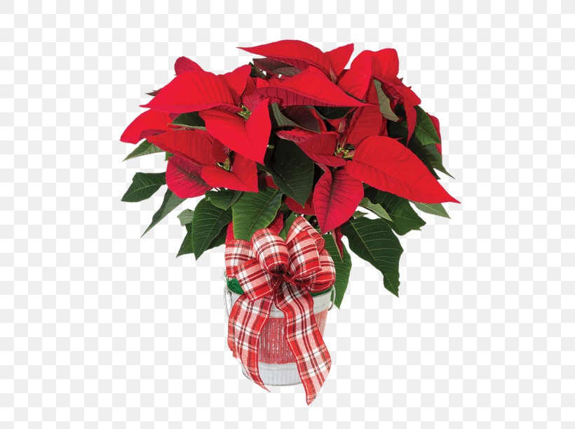 Flower Poinsettia Red Plant Leaf, PNG, 500x611px, Flower, Anthurium, Impatiens, Leaf, Petal Download Free