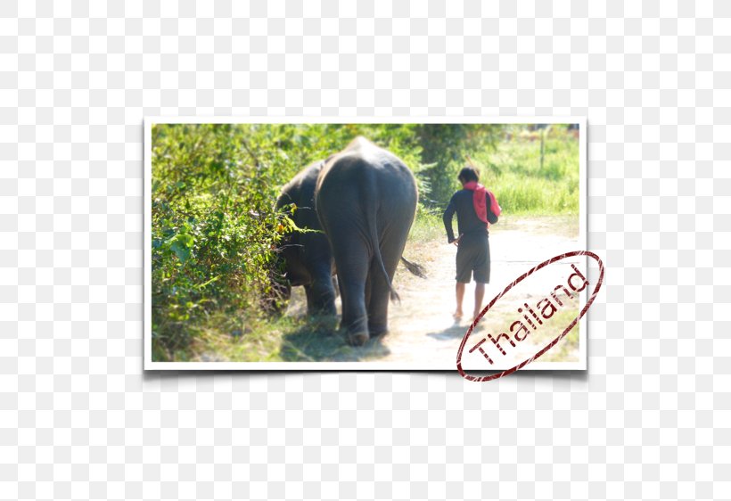 Indian Elephant African Elephant Wildlife Safari Fauna, PNG, 584x562px, Indian Elephant, African Elephant, Animal, Curtiss C46 Commando, Elephant Download Free