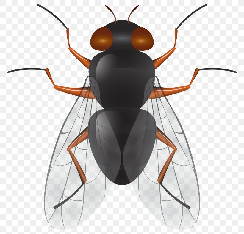 Insect Clip Art Vector Graphics Image, PNG, 800x788px, Insect, Arthropod, Drawing, Fly, Invertebrate Download Free