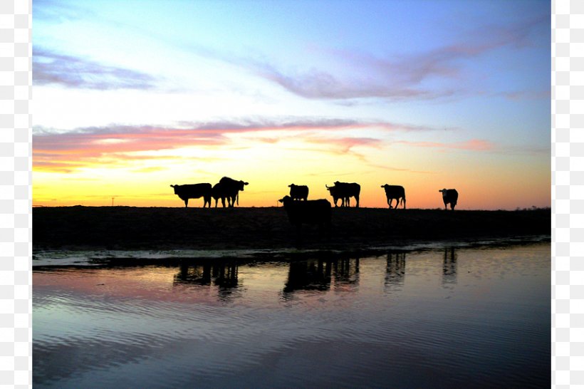 Navojoa Rosario De Tesopaco Photography Sunset Milk Churn, PNG, 870x580px, Photography, Animal Husbandry, Calm, Dawn, Dusk Download Free