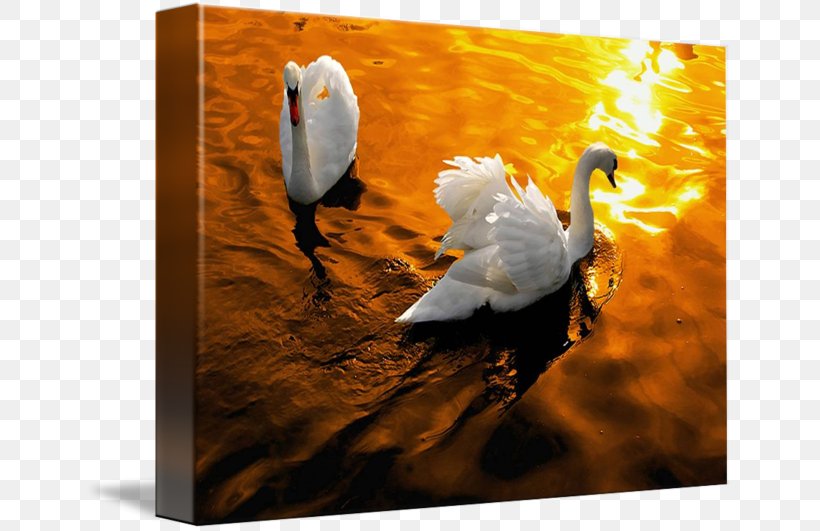 Cygnini Light Golden Hour Duck, PNG, 650x531px, Cygnini, Beak, Bird, Com, Duck Download Free