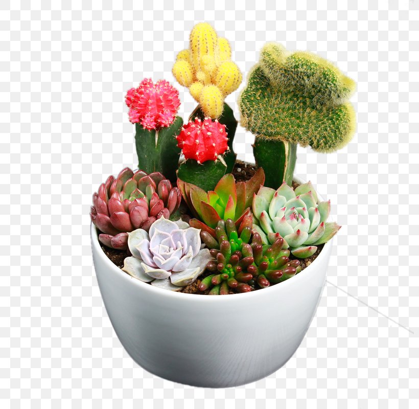 Cactaceae Succulent Plant Flower, PNG, 800x800px, Cactaceae, Cactus, Cut Flowers, Floral Design, Floristry Download Free