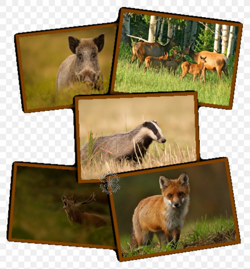 Dog Breed Snout Picture Frames Marsupial, PNG, 949x1024px, Dog Breed, Breed, Carnivoran, Dog, Dog Like Mammal Download Free