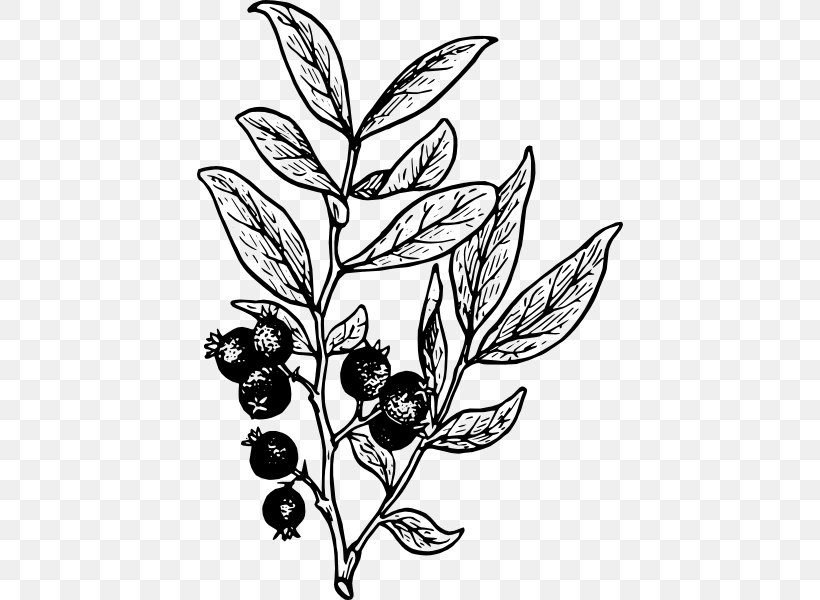Drawing Line Art Clip Art, PNG, 426x600px, Drawing, Artwork, Berry, Black And White, Blackberry Download Free