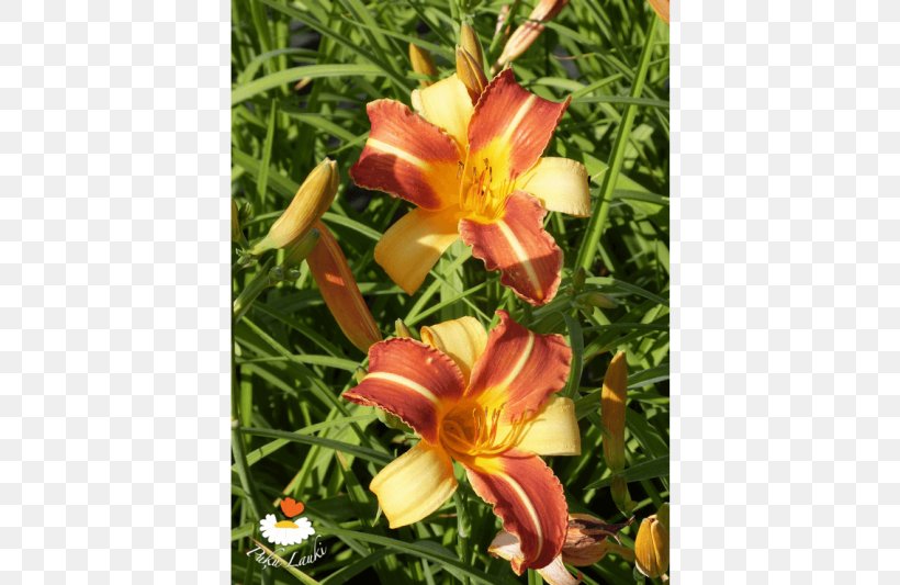 Floral Design Daylily Flower, PNG, 720x533px, Floral Design, Daylily, Flower, Flower Arranging, Flowering Plant Download Free