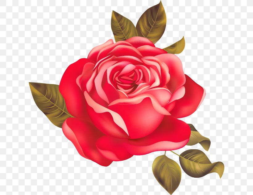 Garden Roses Centifolia Roses Beach Rose Red, PNG, 634x631px, Garden Roses, Beach Rose, Centifolia Roses, Cut Flowers, Flower Download Free