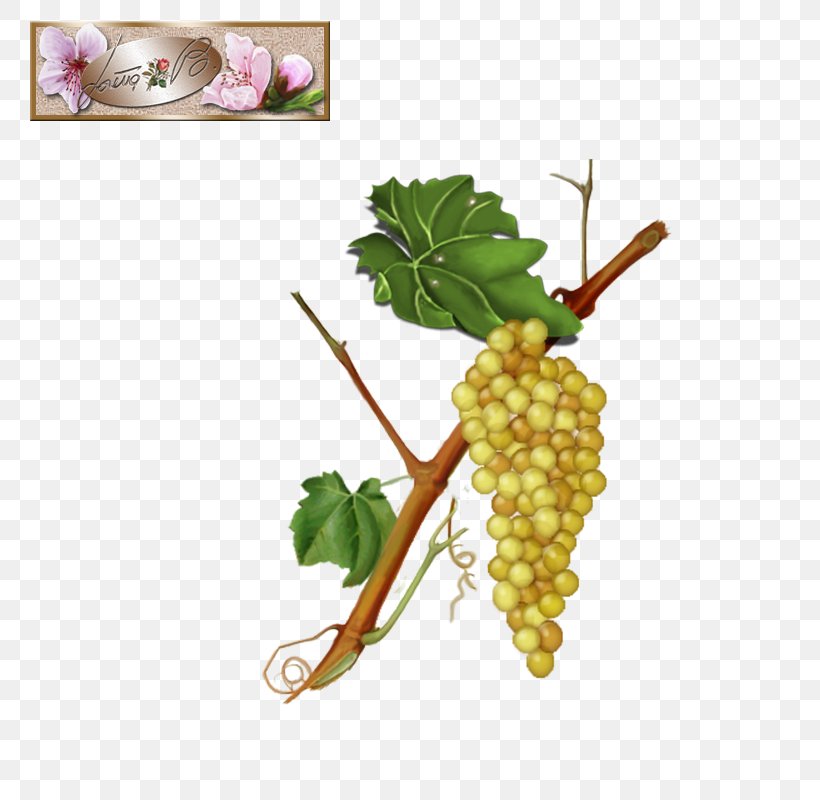 Grape University Of Virginia Superfood Vegetable, PNG, 800x800px, Grape, Flowering Plant, Food, Fruit, Grapevine Family Download Free
