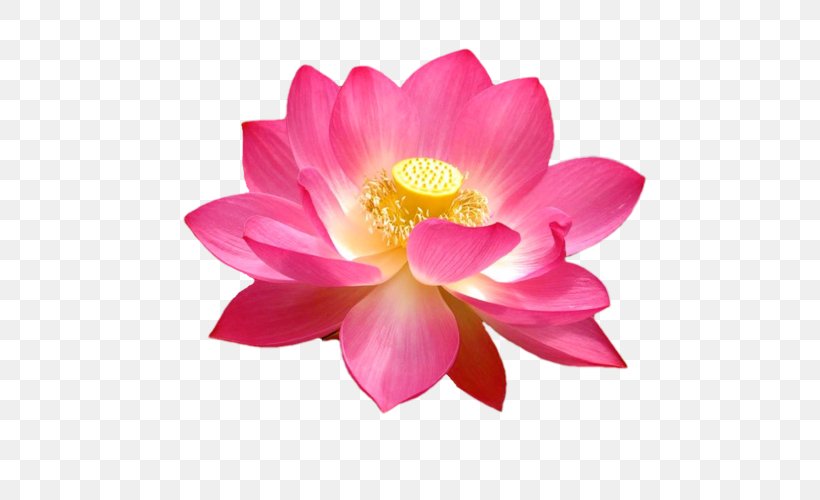 Nelumbo Nucifera Flower Lotus Seed Plant Water Lily, PNG, 500x500px, Nelumbo Nucifera, Aquatic Plant, Blossom, Close Up, Cut Flowers Download Free