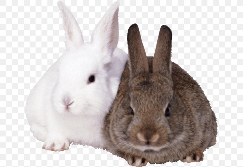 Rabbit Clip Art Transparency Image, PNG, 650x563px, Rabbit, Domestic Rabbit, Hare, Image Resolution, Information Download Free