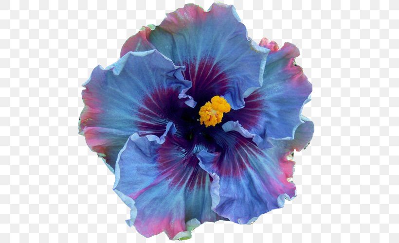 Shoeblackplant Perennial Plant Flower Seed Blue Hibiscus, PNG, 500x500px, Shoeblackplant, Annual Plant, Blue, Blue Hibiscus, Chinese Hibiscus Download Free