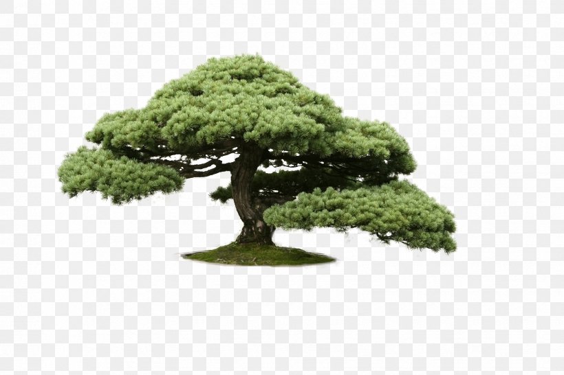 Indoor Bonsai Chinese Elm Tree Cedar, PNG, 1736x1157px, Bonsai, Cedar, Chinese Elm, Chinese Sweet Plum, Elm Download Free