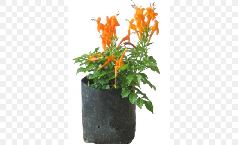 Tecoma Capensis Flowerpot Shrub Houseplant, PNG, 500x500px, Flowerpot, Bignoniaceae, Cut Flowers, Flower, Flowering Plant Download Free