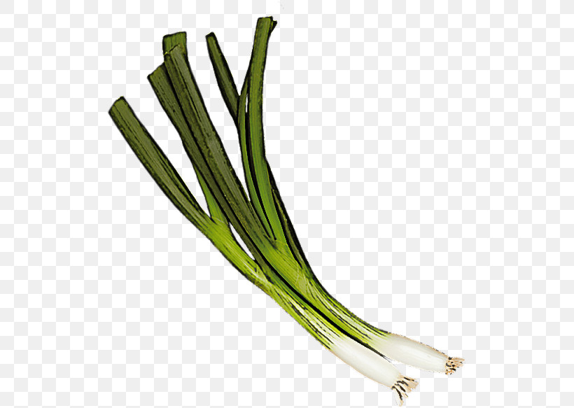 Vegetable Welsh Onion Plant Leek Calçot, PNG, 514x583px, Vegetable, Allium, Amaryllis Family, Chives, Food Download Free