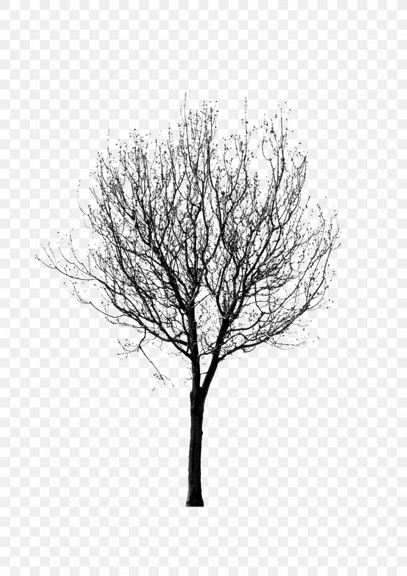 Black And White Twig Tree, PNG, 2480x3508px, 2d Computer Graphics, Black And White, Black, Branch, Graphics Software Download Free