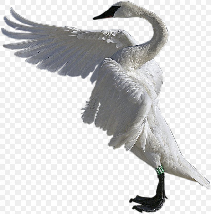 Cygnini Water Bird Duck Goose, PNG, 1180x1200px, Cygnini, Anatidae, Beak, Bird, Duck Download Free