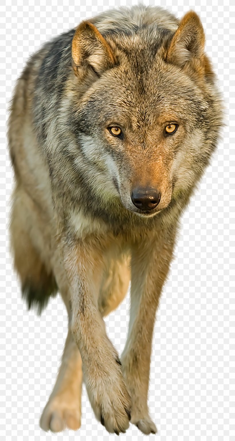 Dog Black Wolf Clip Art, PNG, 900x1689px, Dog, Aullido, Black Wolf, Canis Lupus Tundrarum, Carnivoran Download Free