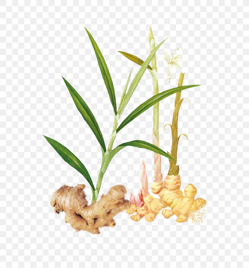 Ginger Tea Vegetable, PNG, 600x881px, Ginger Tea, Branch, Chinese Herbology, Commodity, Flower Download Free