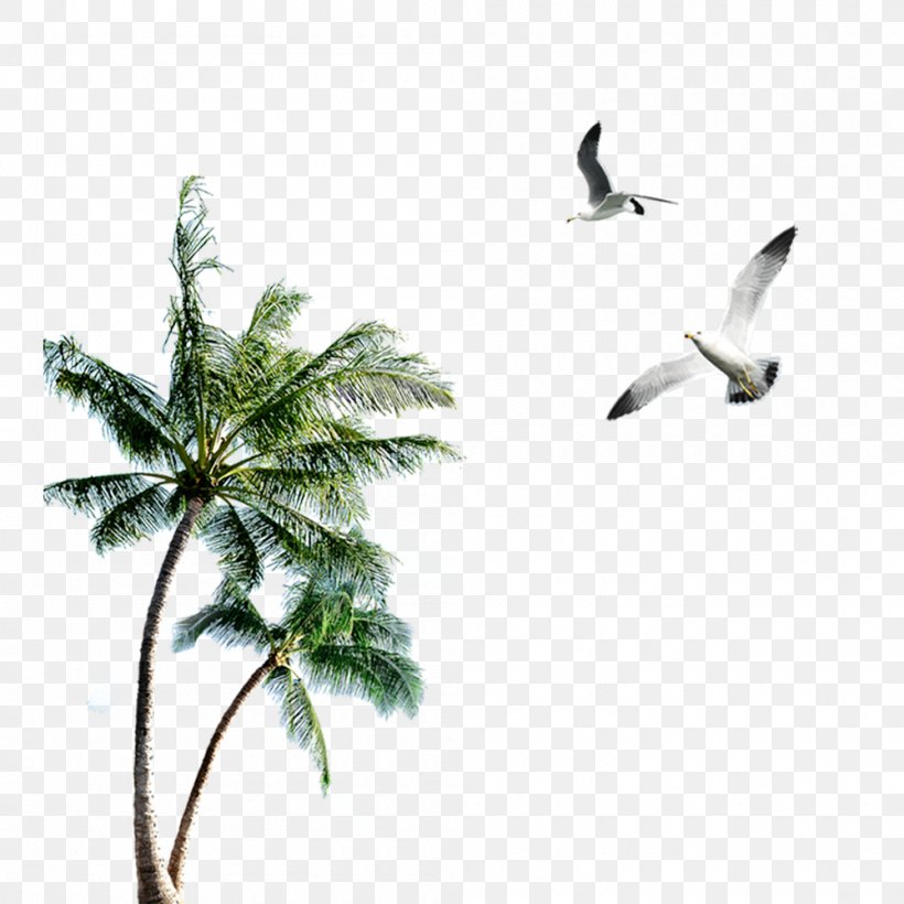 Island Clip Art, PNG, 1000x1000px, Phi Phi Islands, Arecaceae, Beak, Bird, Branch Download Free