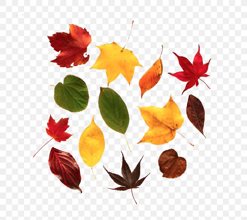 Autumn Leaf Color Maple Leaf, PNG, 720x731px, Autumn, Autumn Leaf Color, Deciduous, Flower, Leaf Download Free