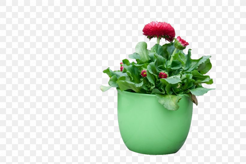 Green Red Google Images, PNG, 1024x682px, Green, Ceramic, Floral Design, Flower, Flowerpot Download Free