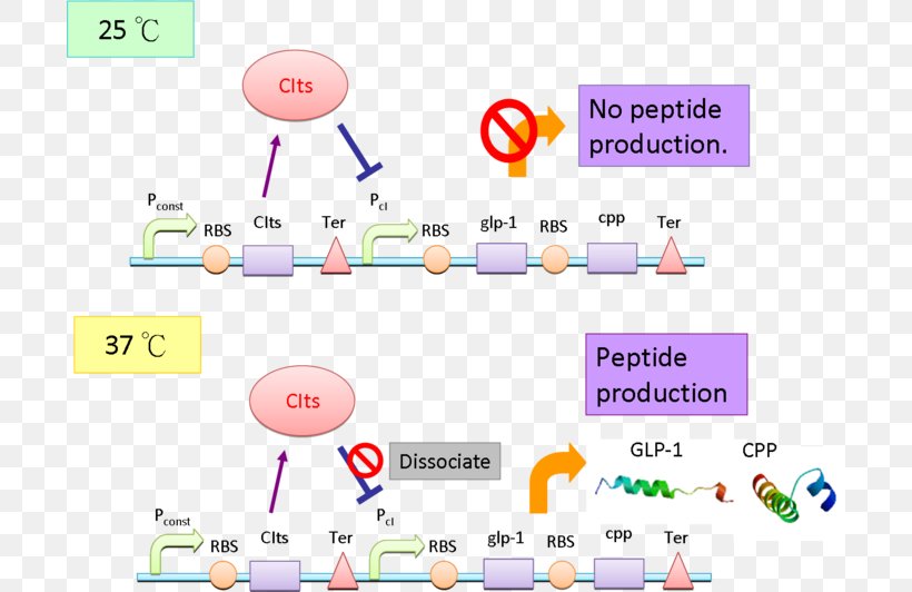 Lac Repressor International Genetically Engineered Machine Promoter E. Coli, PNG, 700x532px, Repressor, Area, Brand, Diagram, E Coli Download Free