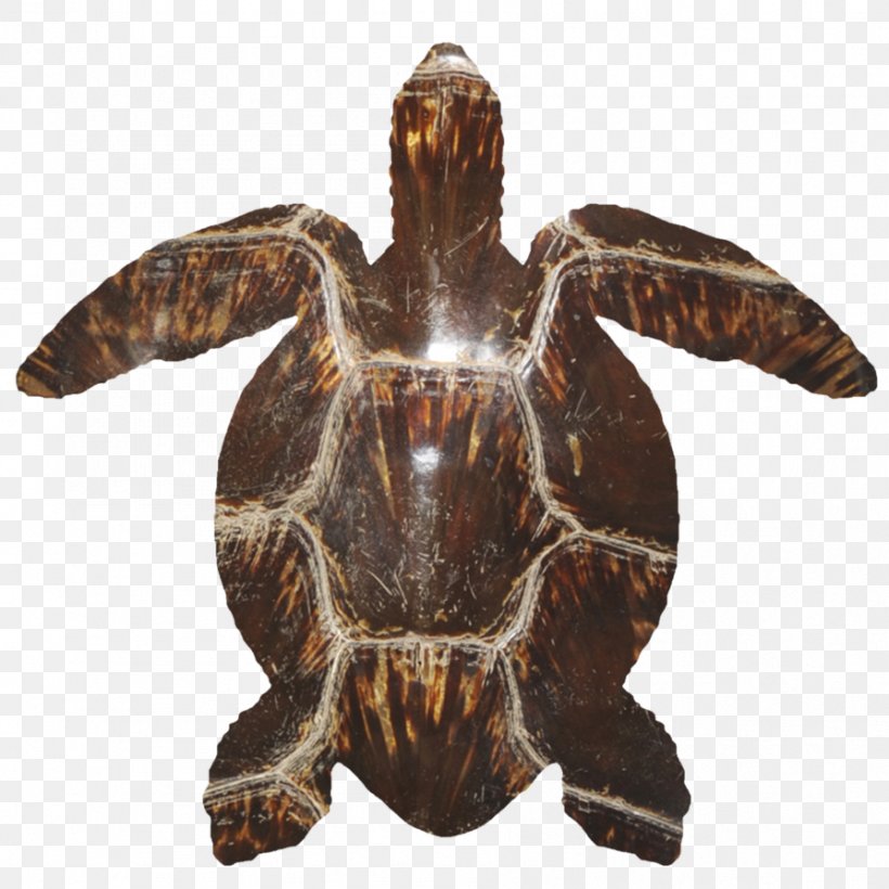 Box Turtles Reptile Tortoise Sea Turtle, PNG, 894x894px, 30 November, Box Turtles, Animal, Biology, Box Turtle Download Free