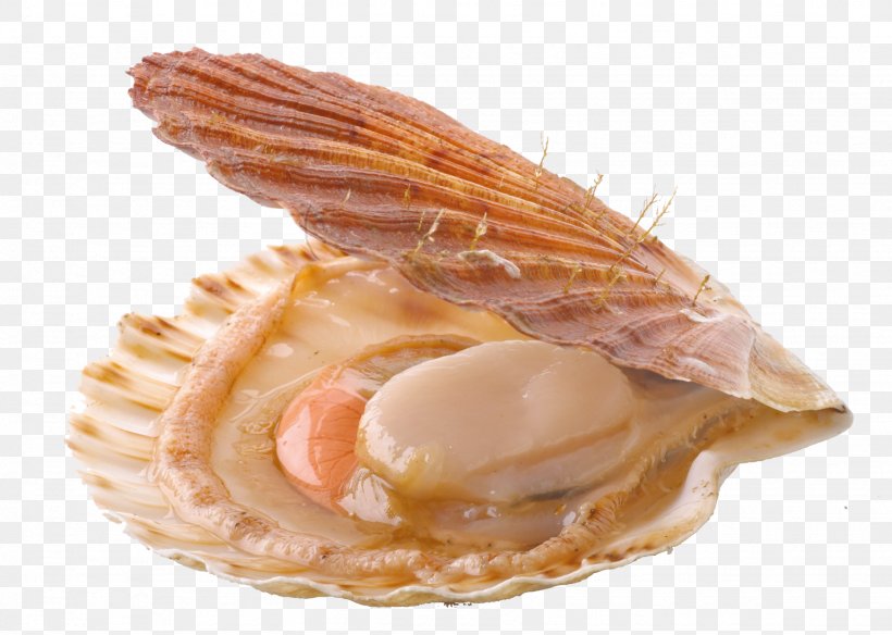 Mussel Oyster Pecten Jacobaeus Great Scallop, PNG, 1538x1096px, Mussel, Animal Source Foods, Bay Scallop, Bivalvia, Clam Download Free