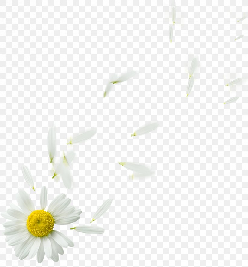 Oxeye Daisy Desktop Wallpaper Computer Font Plant Stem, PNG, 829x892px, Oxeye Daisy, Camomile, Chamaemelum Nobile, Chamomile, Computer Download Free