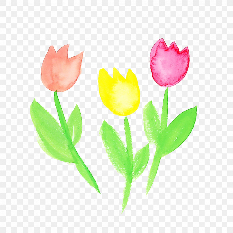 Tulip Flower Petal Pink Plant, PNG, 2000x2000px, Watercolor Flower, Cut Flowers, Flower, Lily Family, Paint Download Free