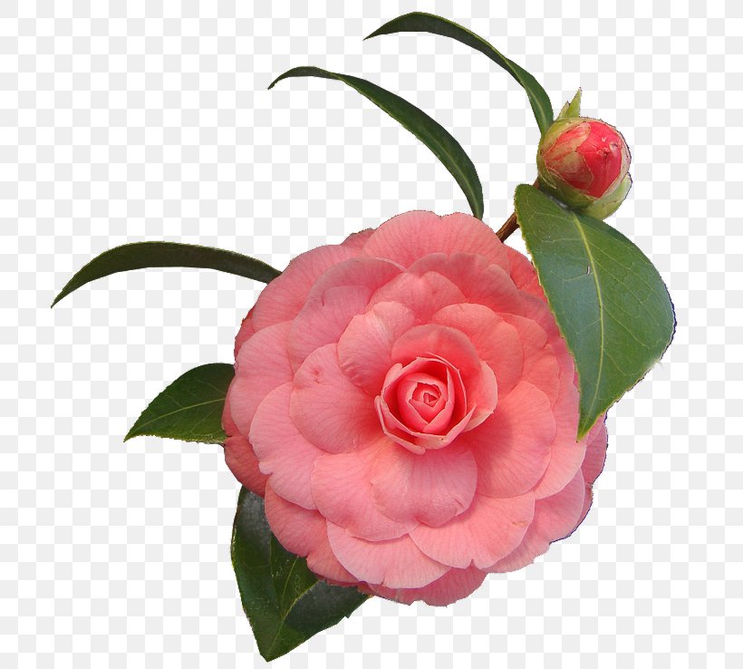 Cut Flowers .net Japanese Camellia, PNG, 738x738px, Flower, Camellia, Culture, Cut Flowers, Flower Bouquet Download Free