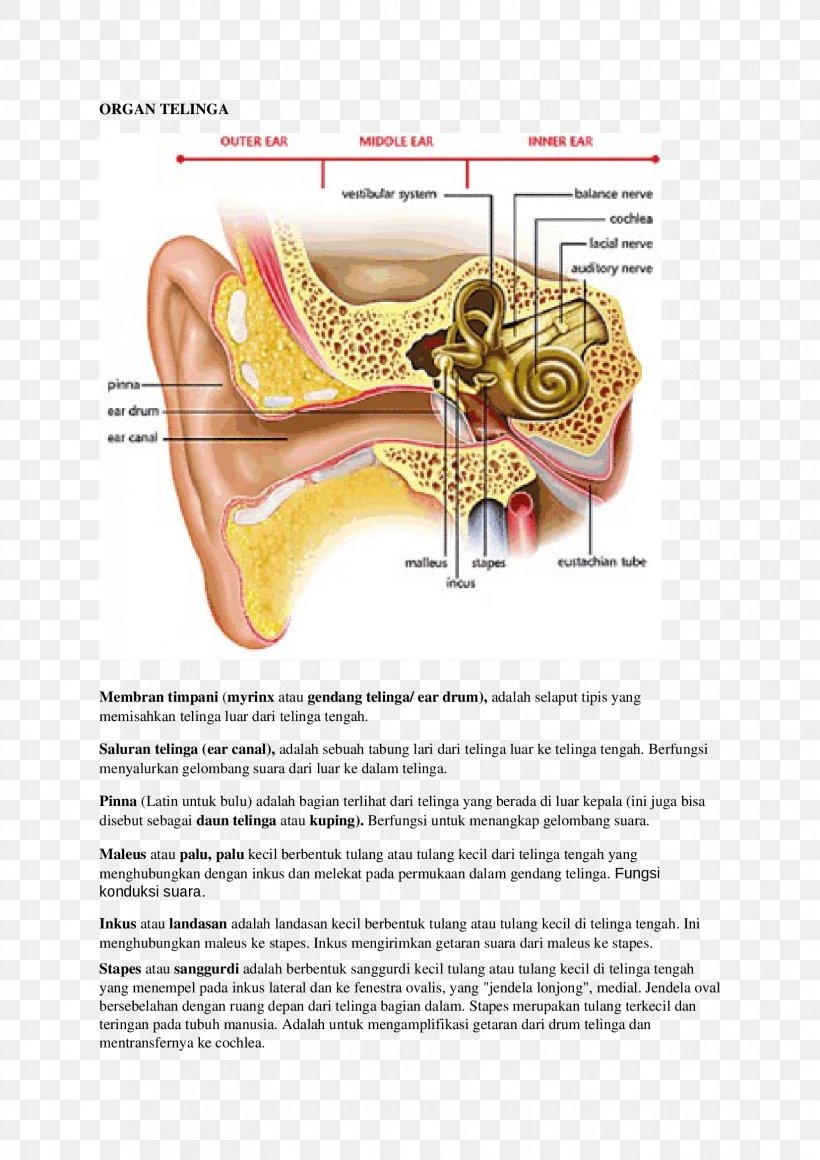 Otitis Media Inner Ear Middle Ear Anatomy, PNG, 1653x2339px, Watercolor, Cartoon, Flower, Frame, Heart Download Free