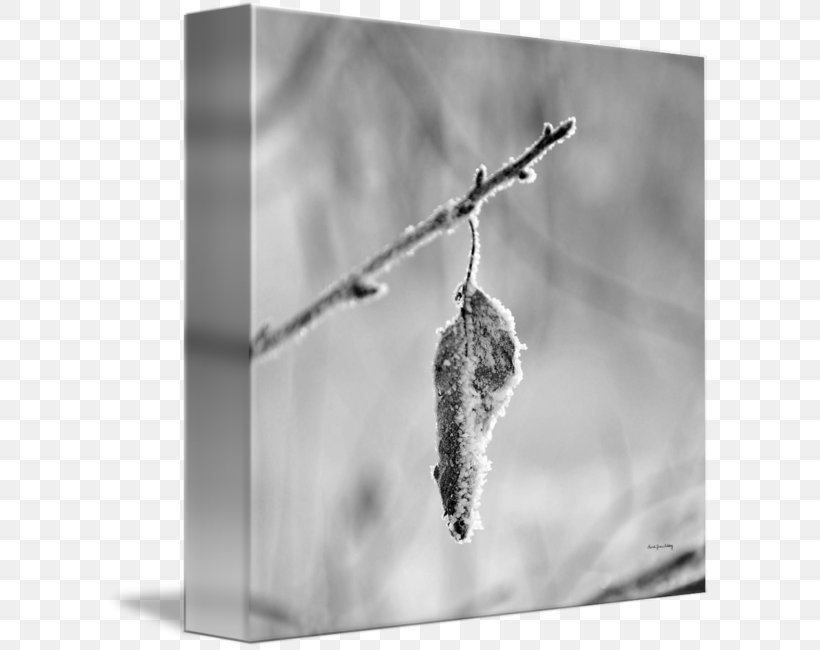White, PNG, 606x650px, White, Black And White, Monochrome, Monochrome Photography, Pollinator Download Free