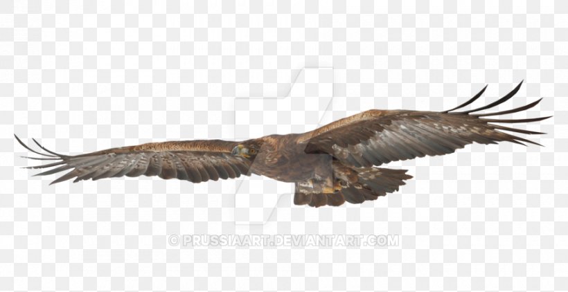 Bald Eagle Bird Hawk Golden Eagle, PNG, 900x464px, Eagle, Accipitriformes, Animal, Bald Eagle, Beak Download Free