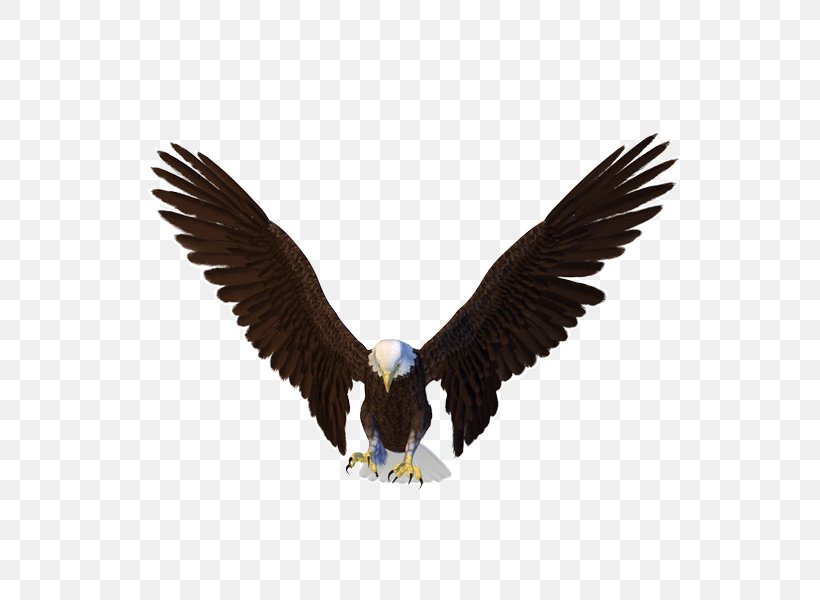 Bald Eagle Clip Art, PNG, 600x600px, Bald Eagle, Accipitriformes, Beak, Bird, Bird Of Prey Download Free