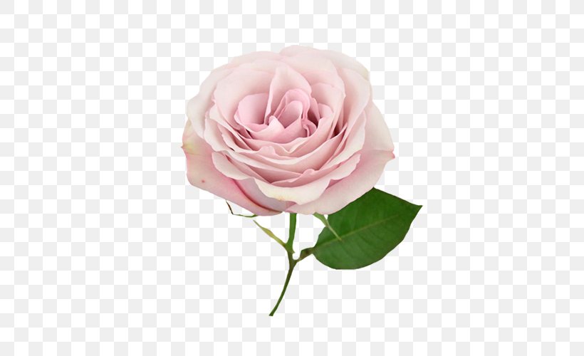 Garden Roses Cabbage Rose Floribunda Pink Flower Bouquet, PNG, 500x500px, Garden Roses, Blue, Blue Rose, Cabbage Rose, Cut Flowers Download Free