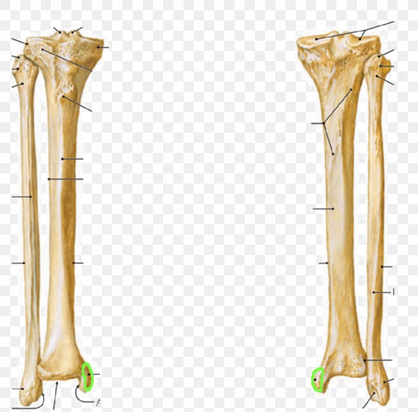 Hip Fibula Lateral Condyle Of Tibia Medial Condyle Of Tibia, PNG, 892x880px, Watercolor, Cartoon, Flower, Frame, Heart Download Free